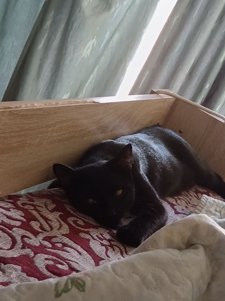 Кота в хорошие руки