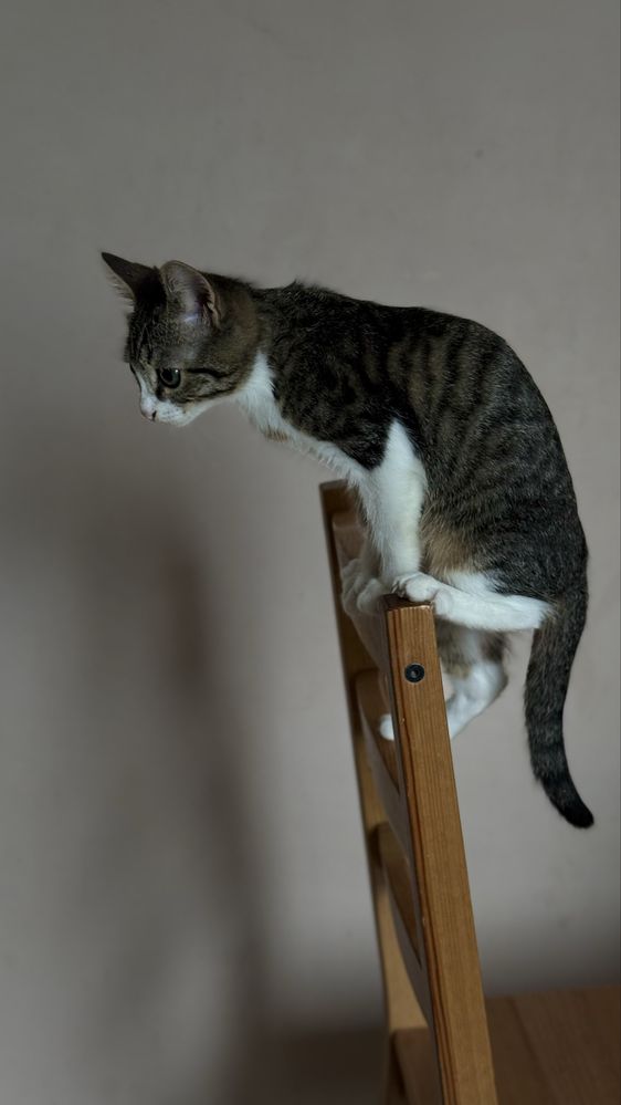 Отдам котенка в добрые руки