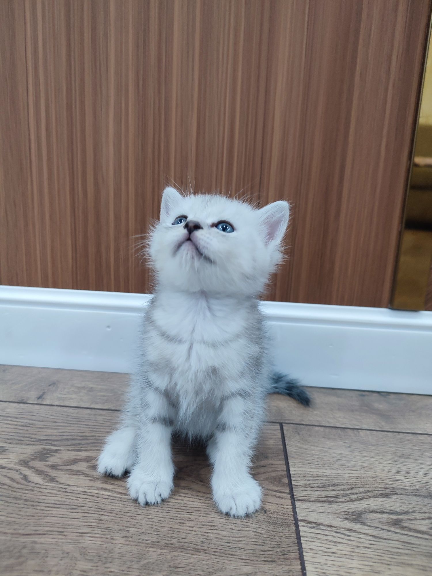 Шотландский прямаухий