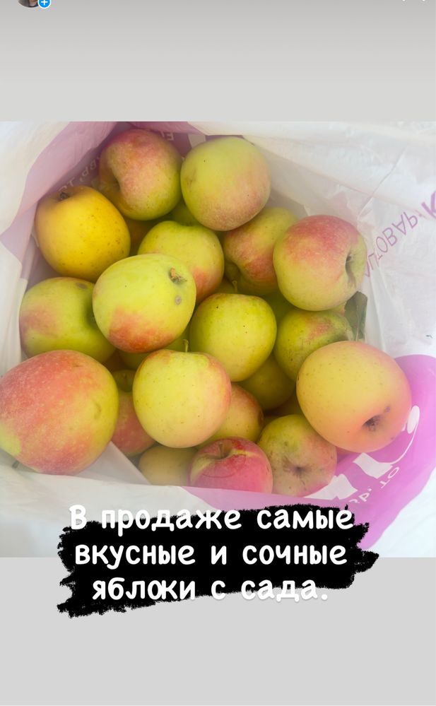 Отборные яблоки из собстенного сада