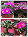 Trichodiadema densum Триходиадема густая