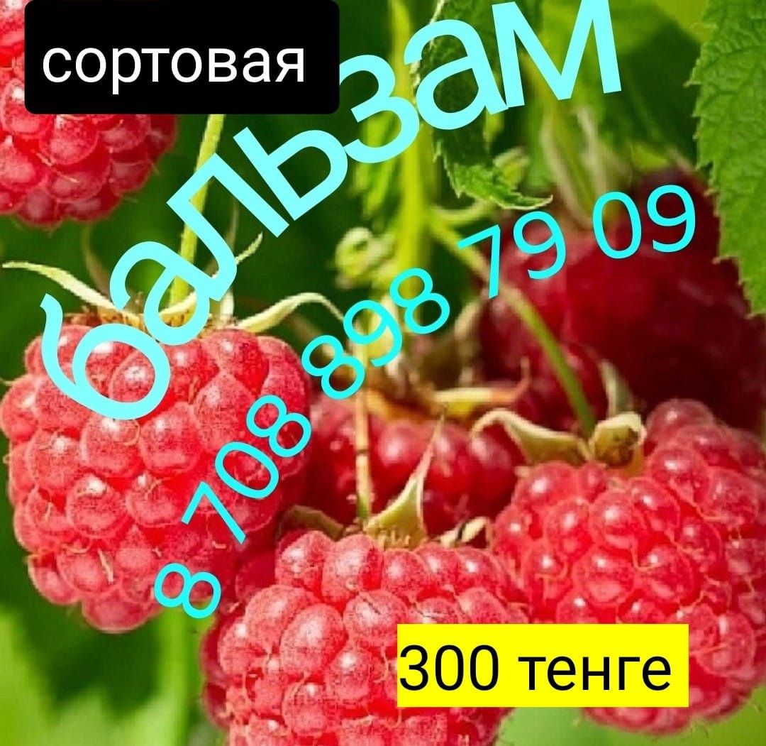Саженцы малины оранжевая, красная, жёлтая ,бордовая