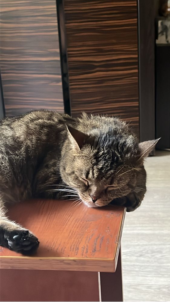 Скоттиш страйт в добрые руки