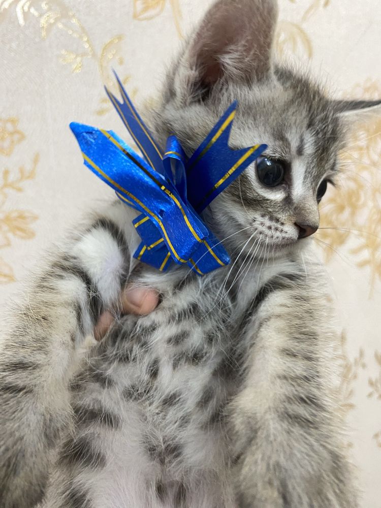Шотландские вислоухие и прямоухие котята
