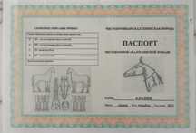 Ахалтекинский жеребец