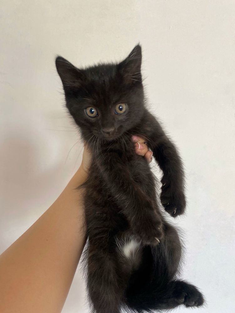 Котята, мысыктар
