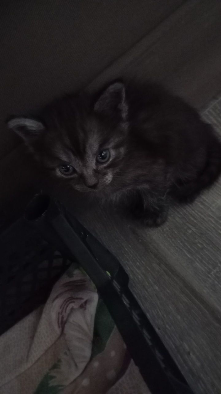 Отдам котят в добрые руки