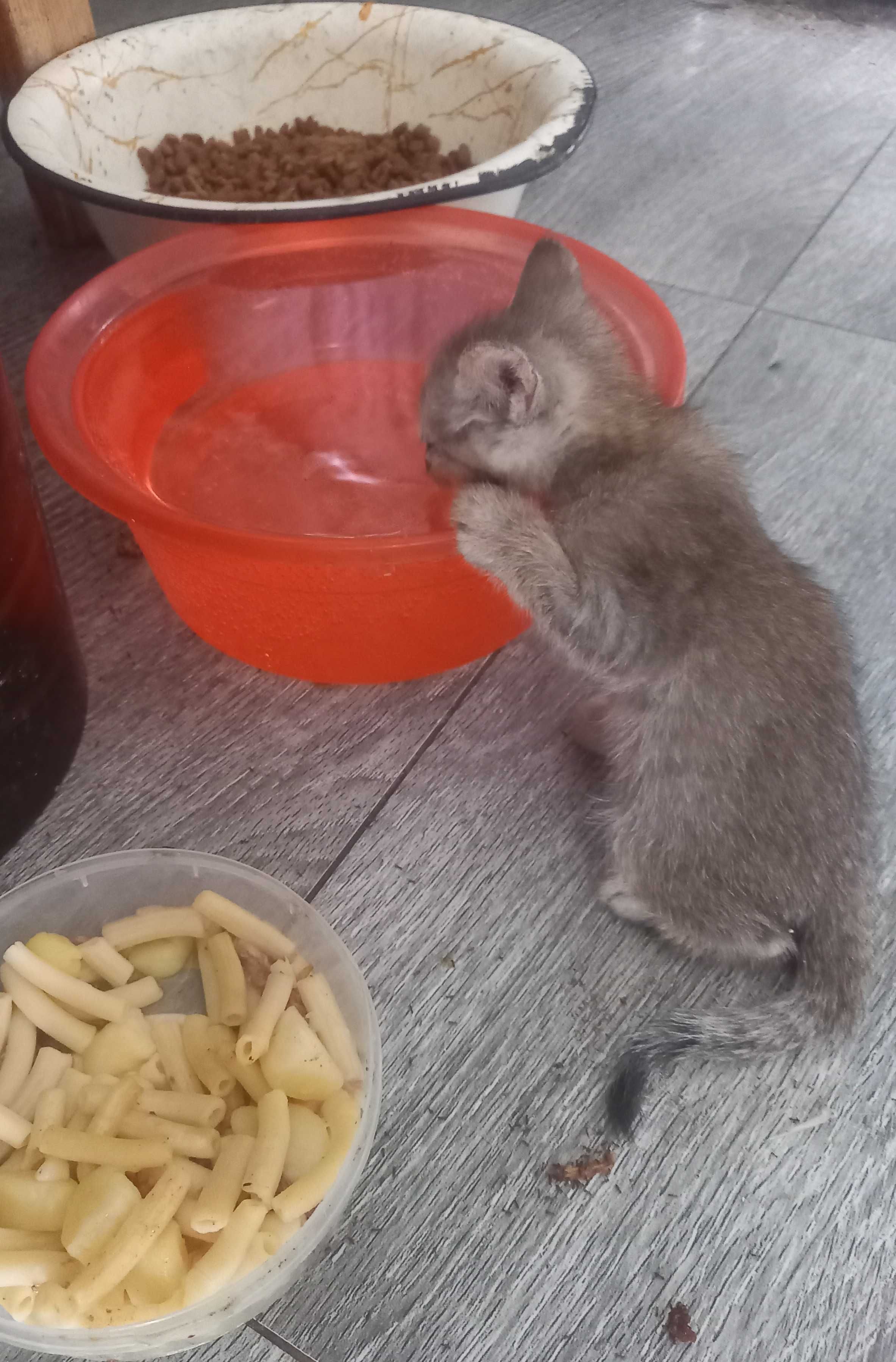 Котят в Добрые заботливые ручки