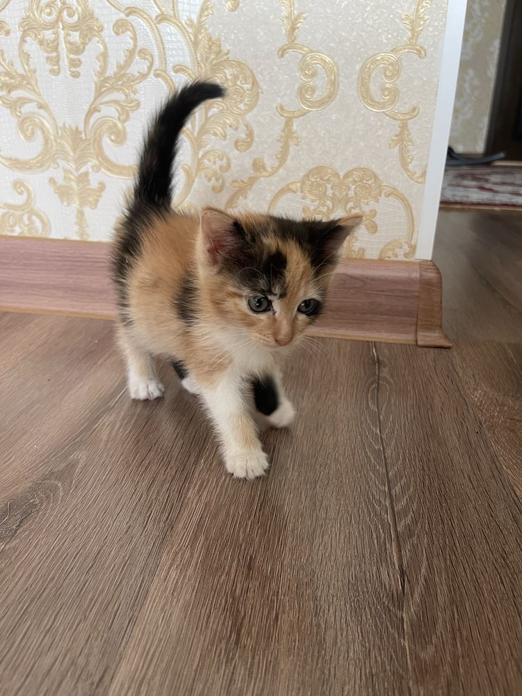 Милые котята, с мамочкой