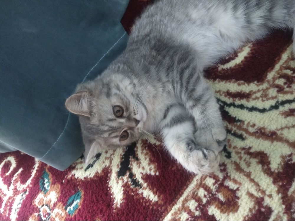 Котенок британский 12 000 тг