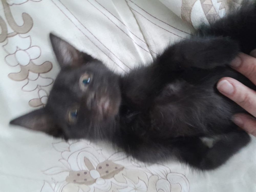 Котята ищут дом!