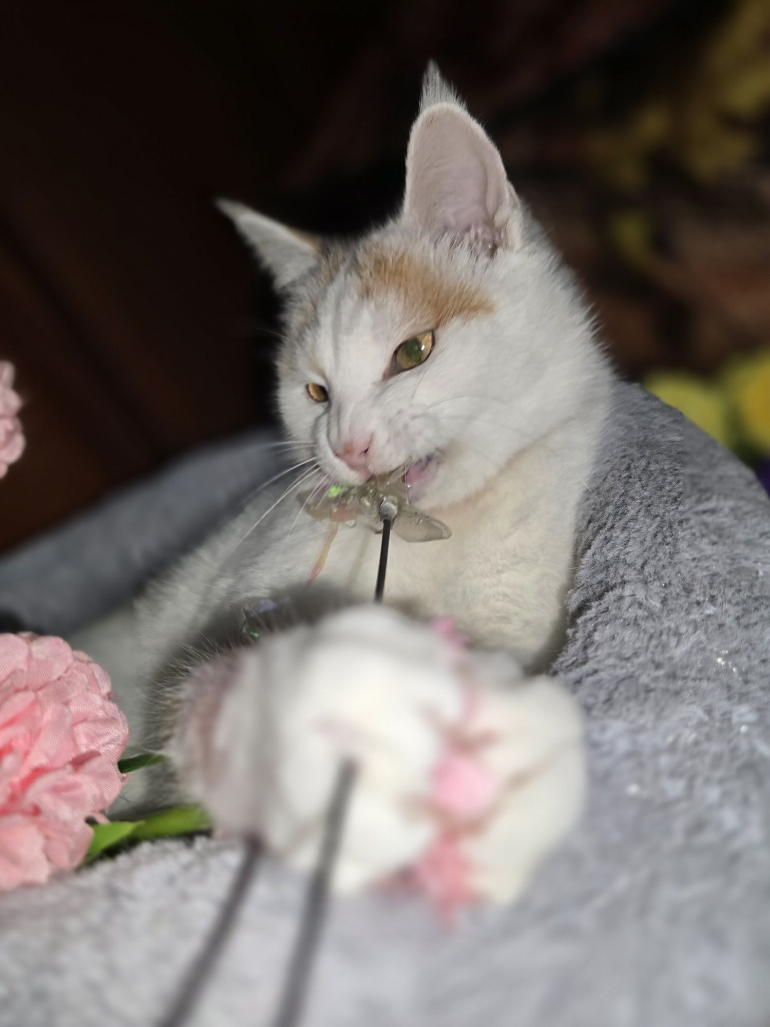 Снежана шикарная кошка