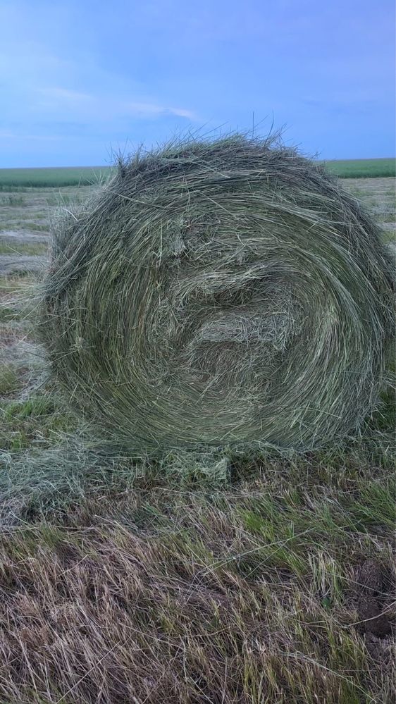 Сено луговое с доставкой