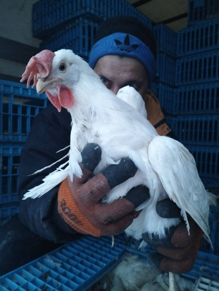 Куры несушки  Леггорн