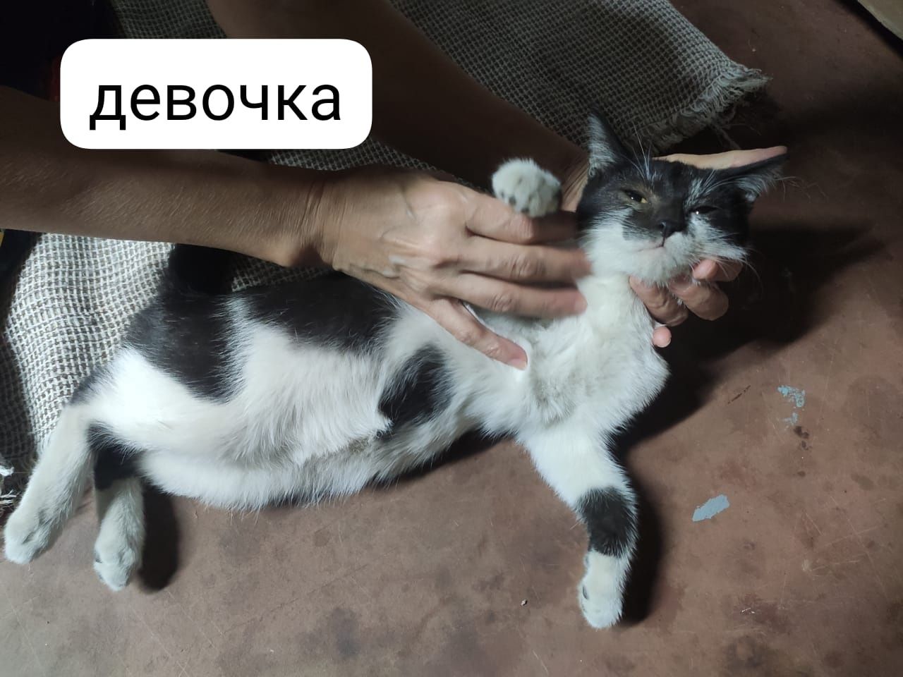 пожалуйста заберите котят