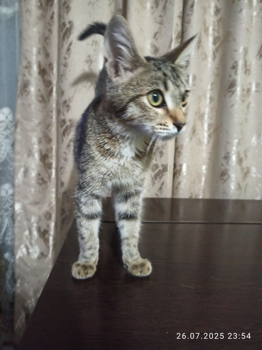 Котёночек в добрые руки