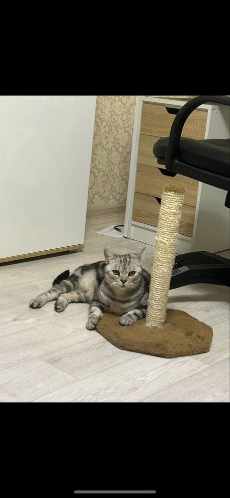 Отдам кота в добрые руки