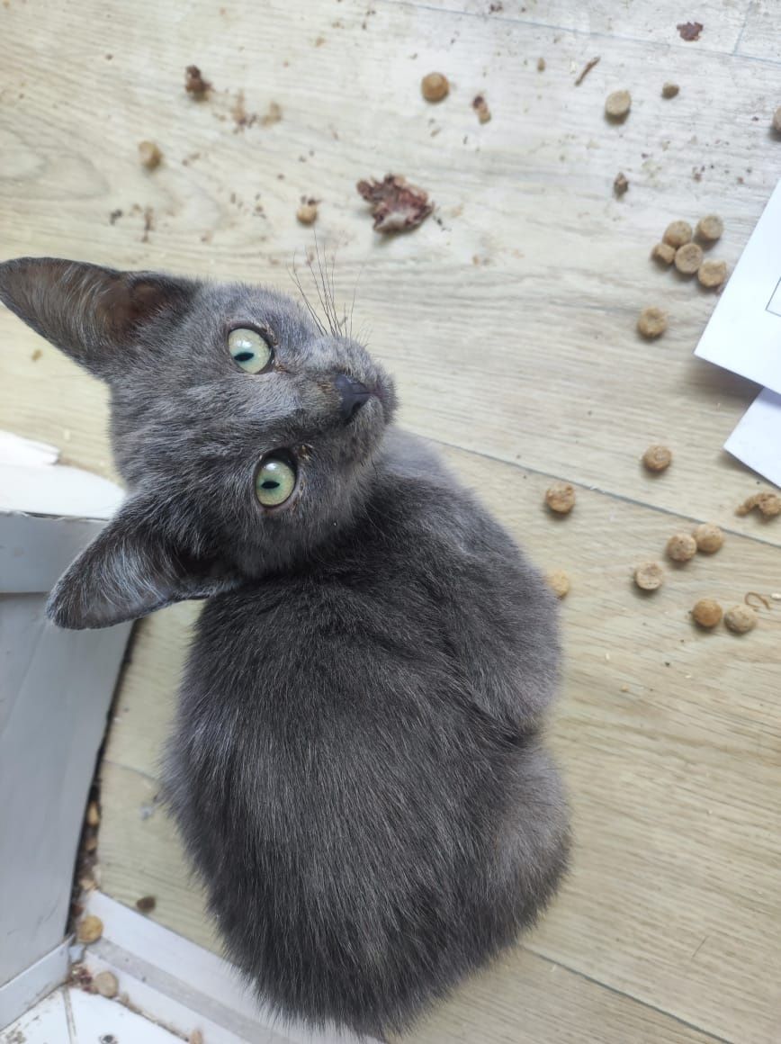 Котята дружные ребята