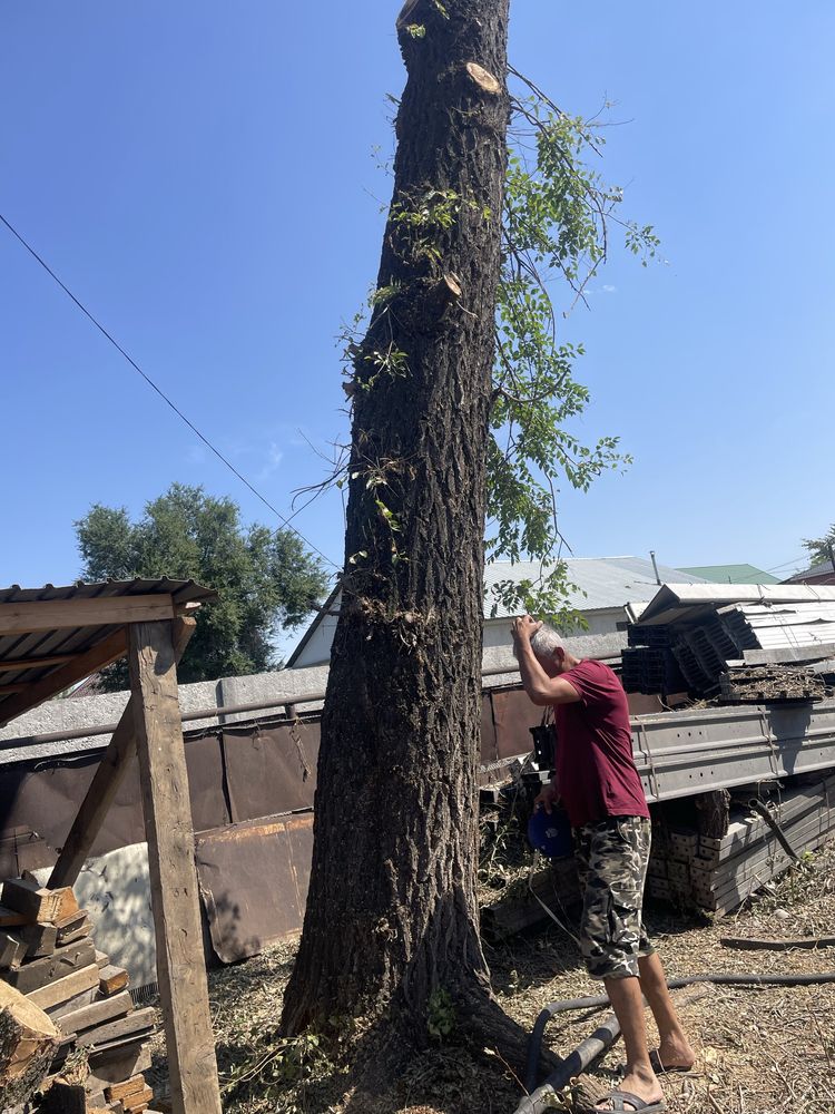 Продам карагач