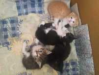 Котята шотландские. котенок прямоухий девочка. Чистокровная.