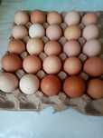 Продам домашние яйца