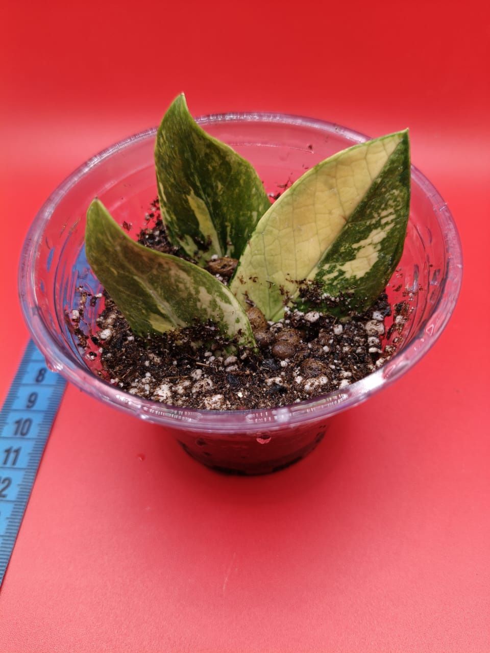 Укоренённые листики Замиокулькаса вариегатный Variegated