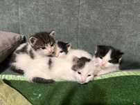 Отдам котят в добрые руки