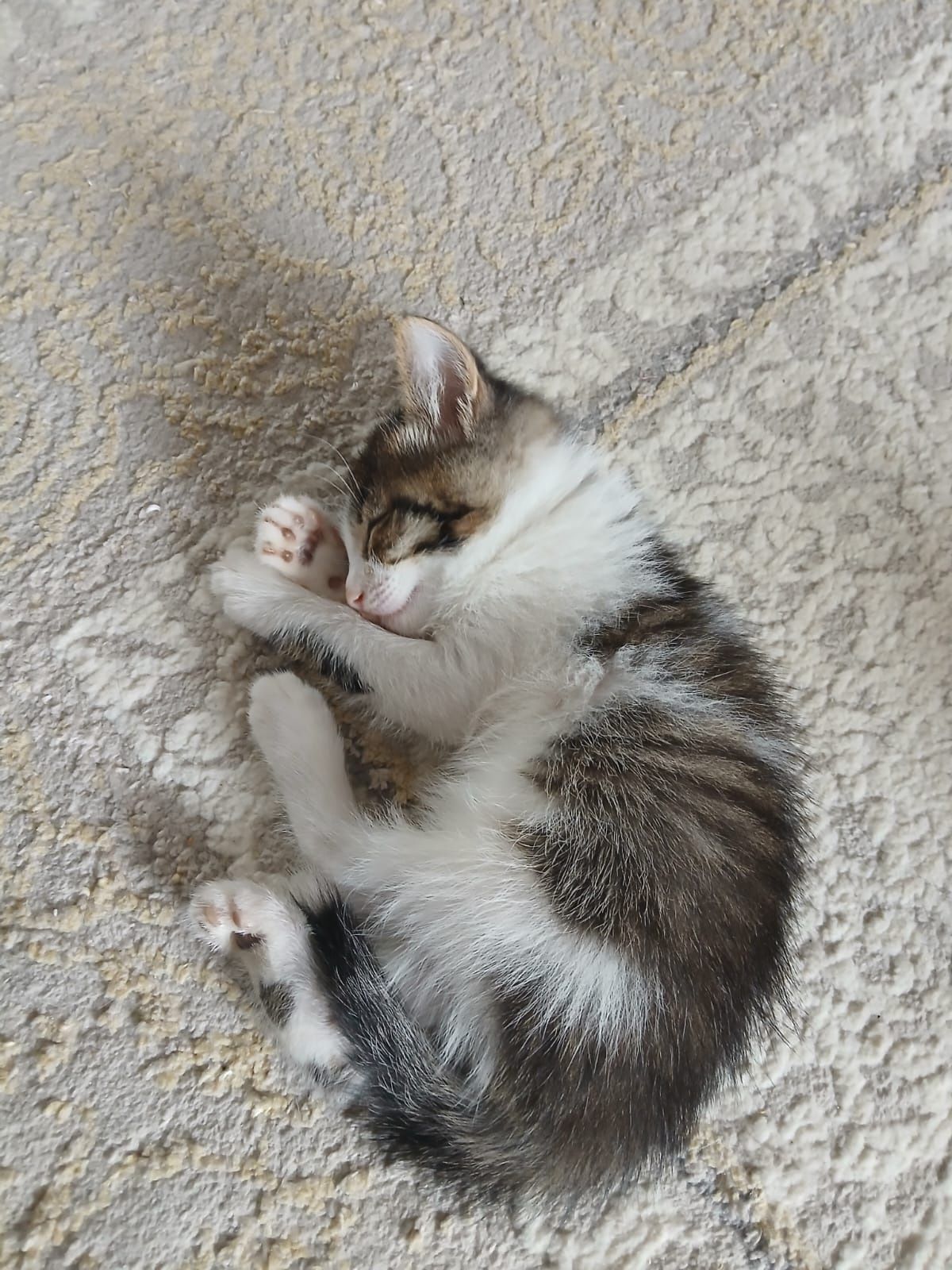 Отдам в добрые руки котят