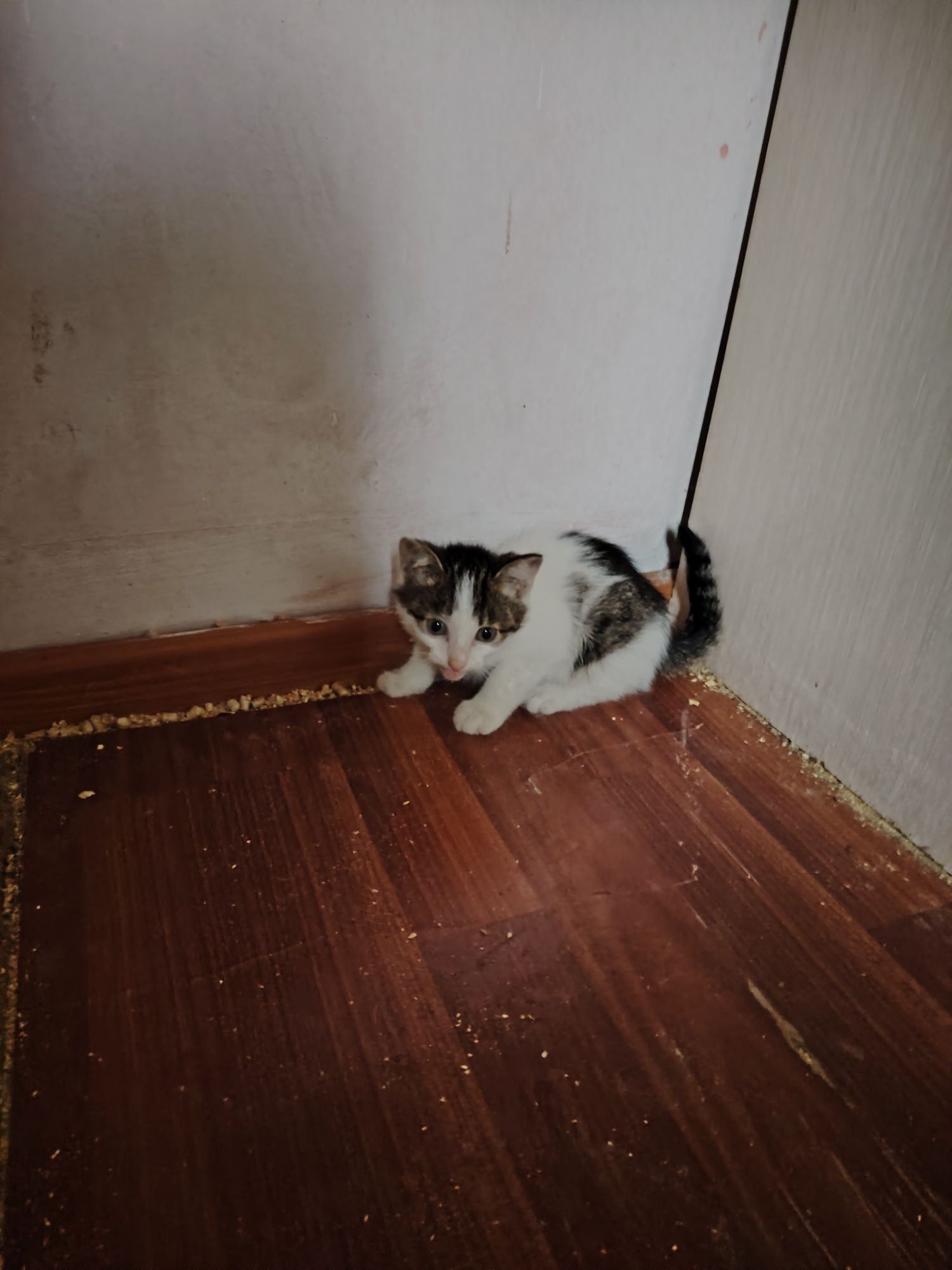 Срочно пристраивается котёнок