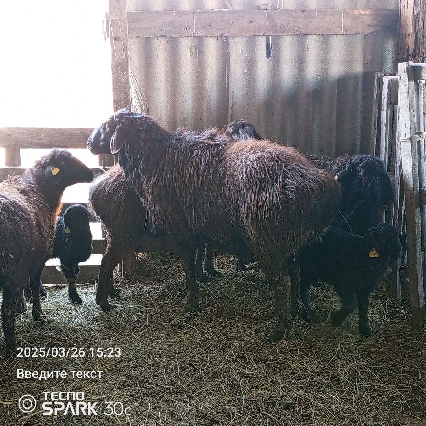 Продам Кошкар 4 года