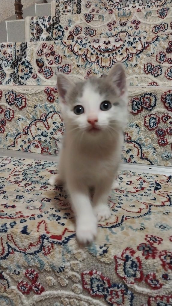Отдам котят в добрые руки.