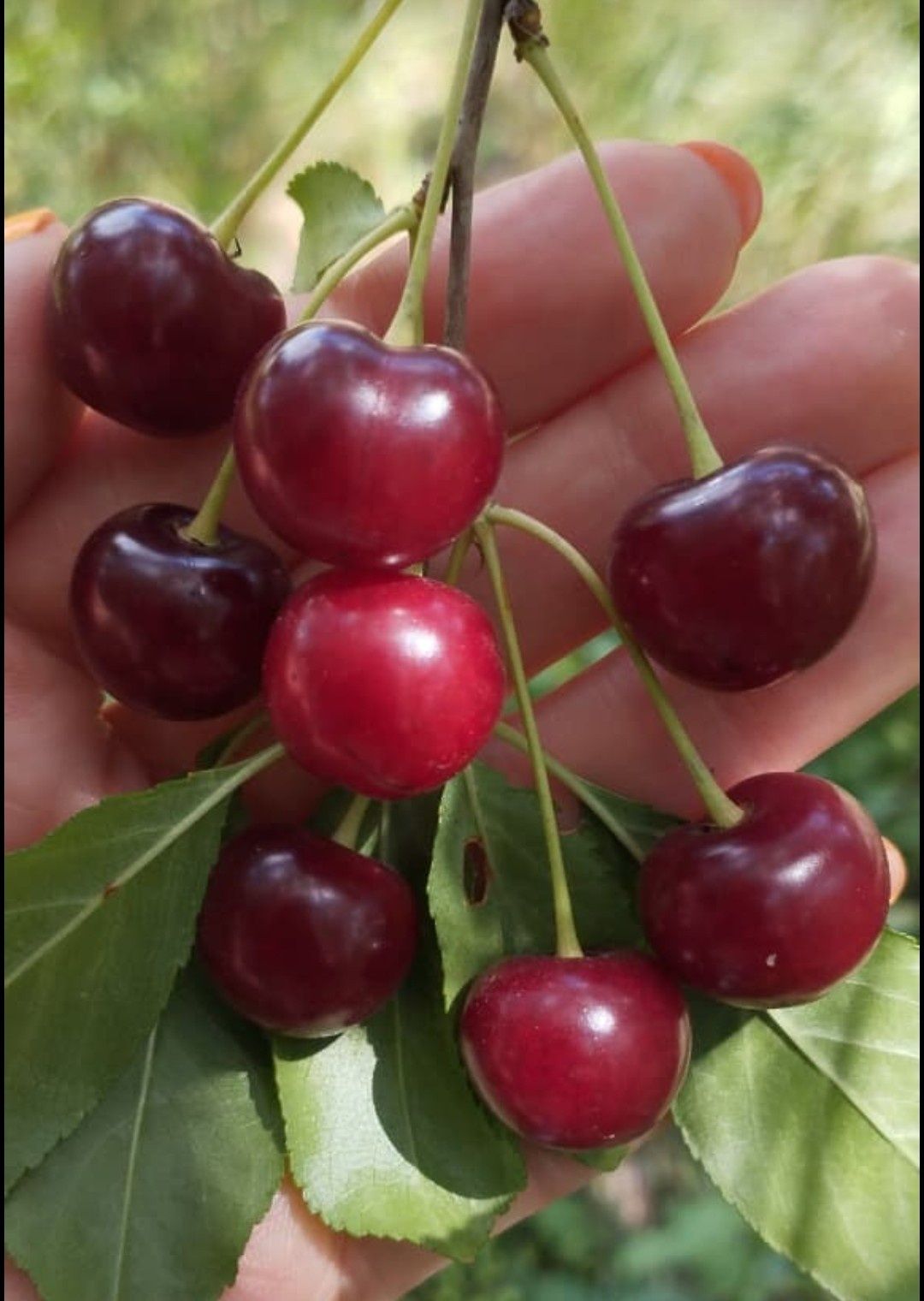 Вишня, спелая, дачная, свежая.