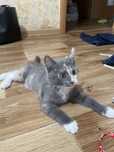 Отдам милого котёнка заботливому хозяину.