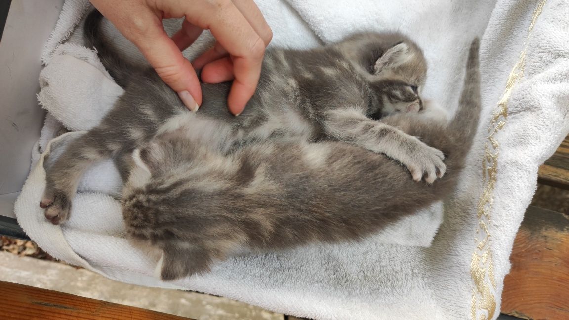 Отдам котят в добрую семью