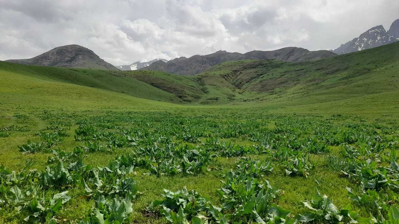 Продаётся фазенда паздбищным угодием в горах