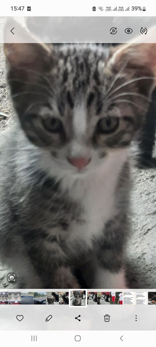 Котята британцы месяц и 10 дней им