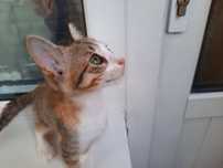 Отдам в добрые руки котят
