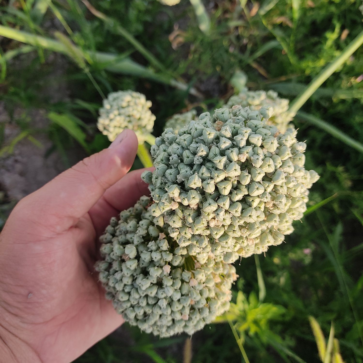 Продам семена лука