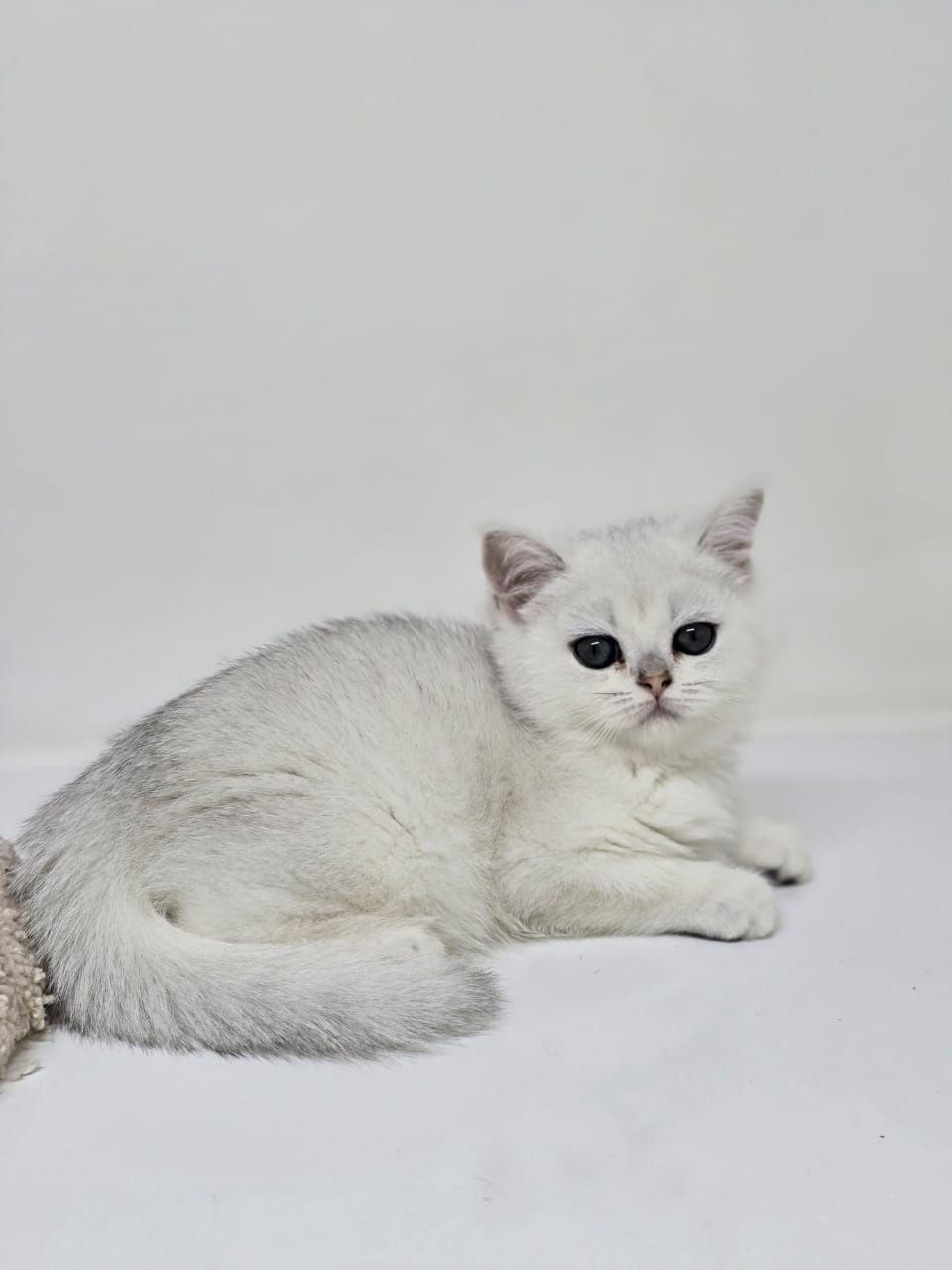 Котики и кошечки британские