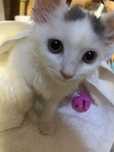 Котенка Отдам в добрые руки