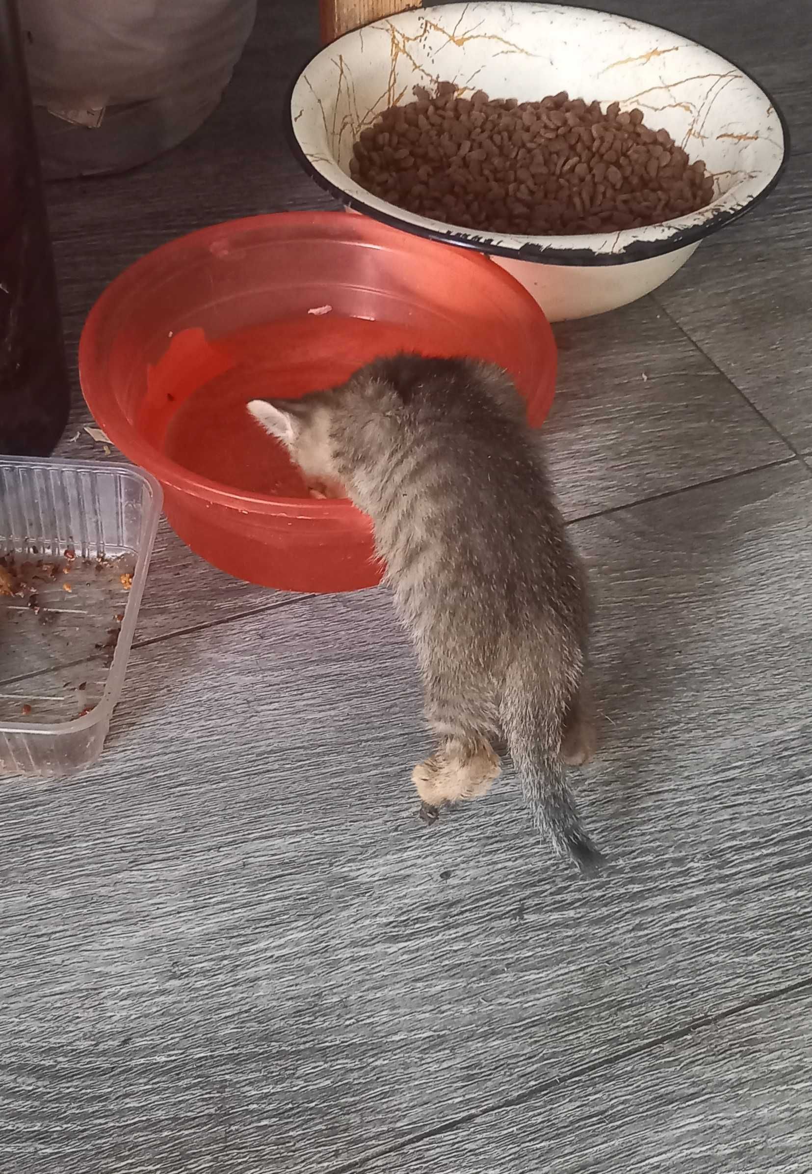 Котяточки в Добрые ручки