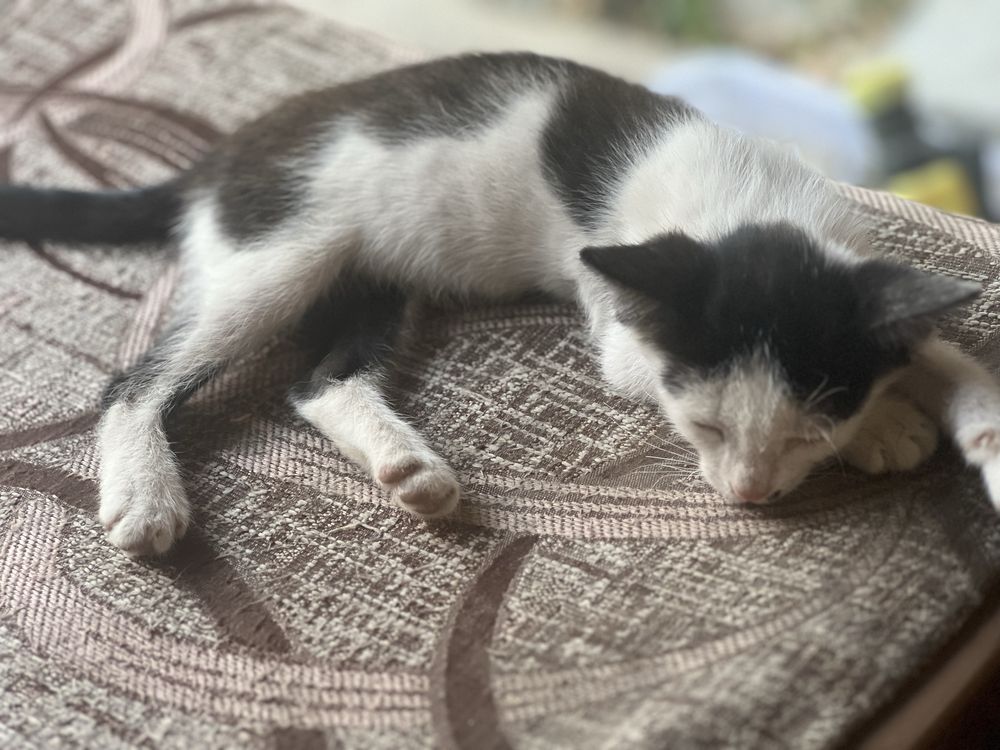 Отдам котят бесплатно в добрые руки