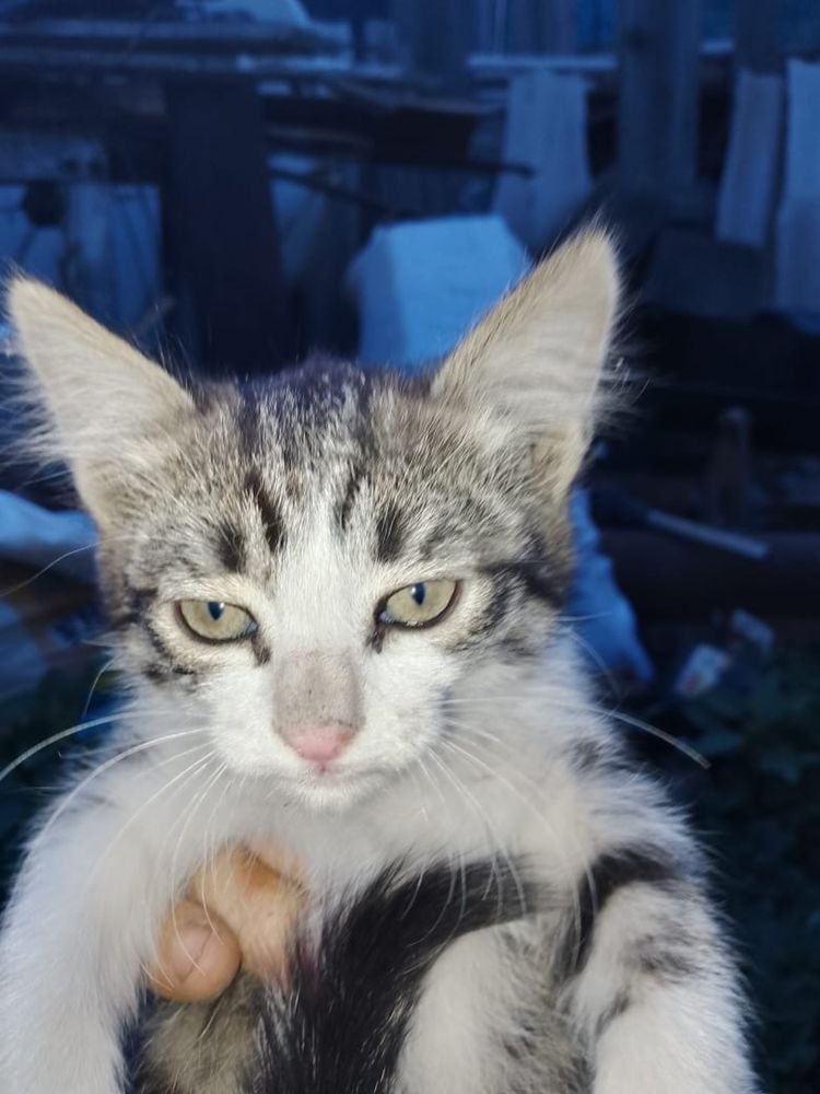 Котята бесплатно