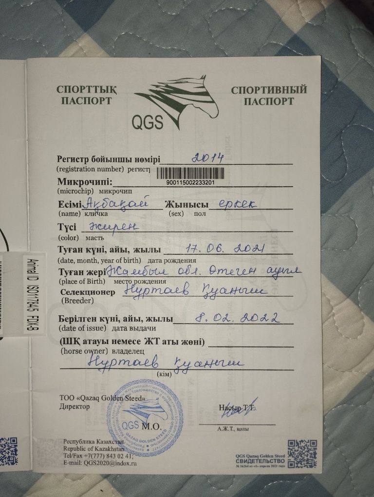 Жылқы дөнен Ат Айғыр