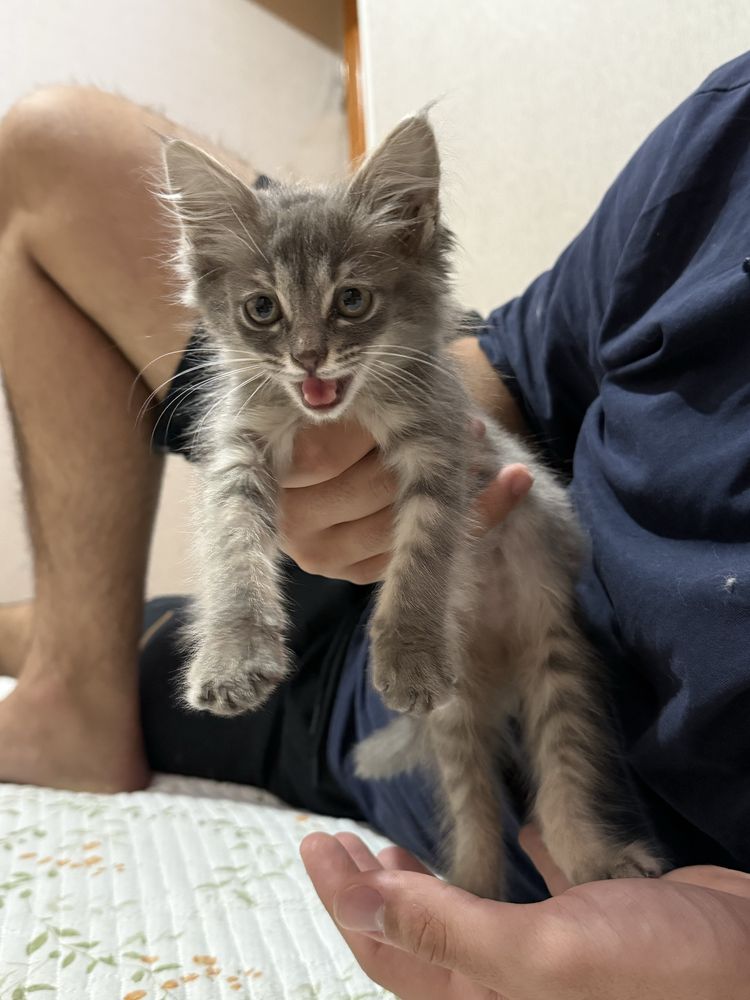 Котенок ищет дом, в хорошие руки