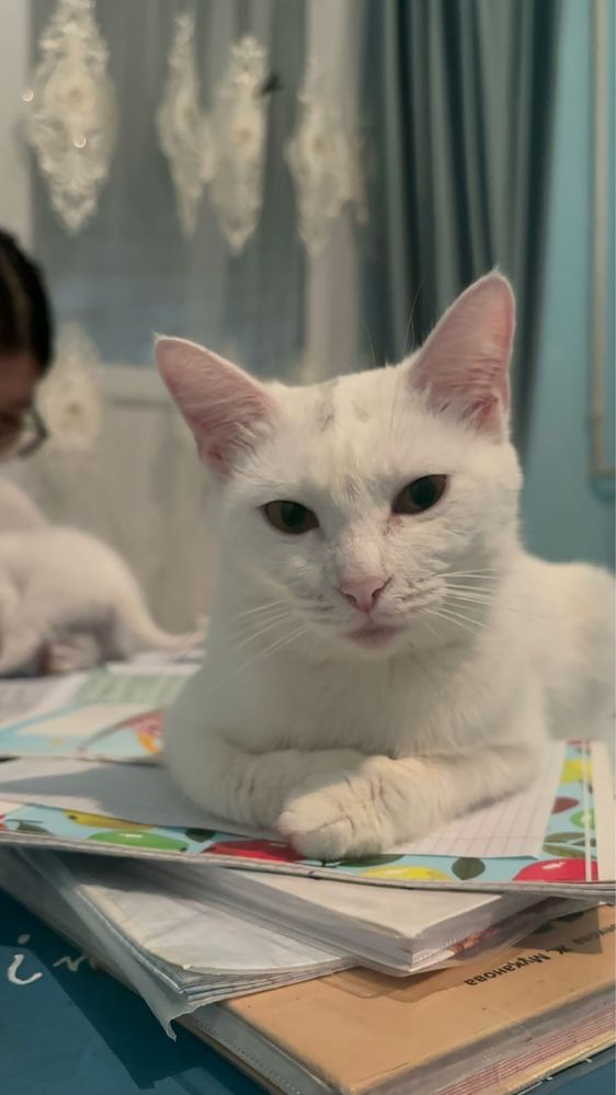 Кошка , ласковая, белая, домашная, приучена к лотку