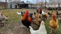Продам молодых курей и петухов Кучинской, Брезгальской, Леггорн породы