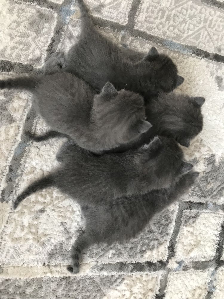 Котят британцы домашние