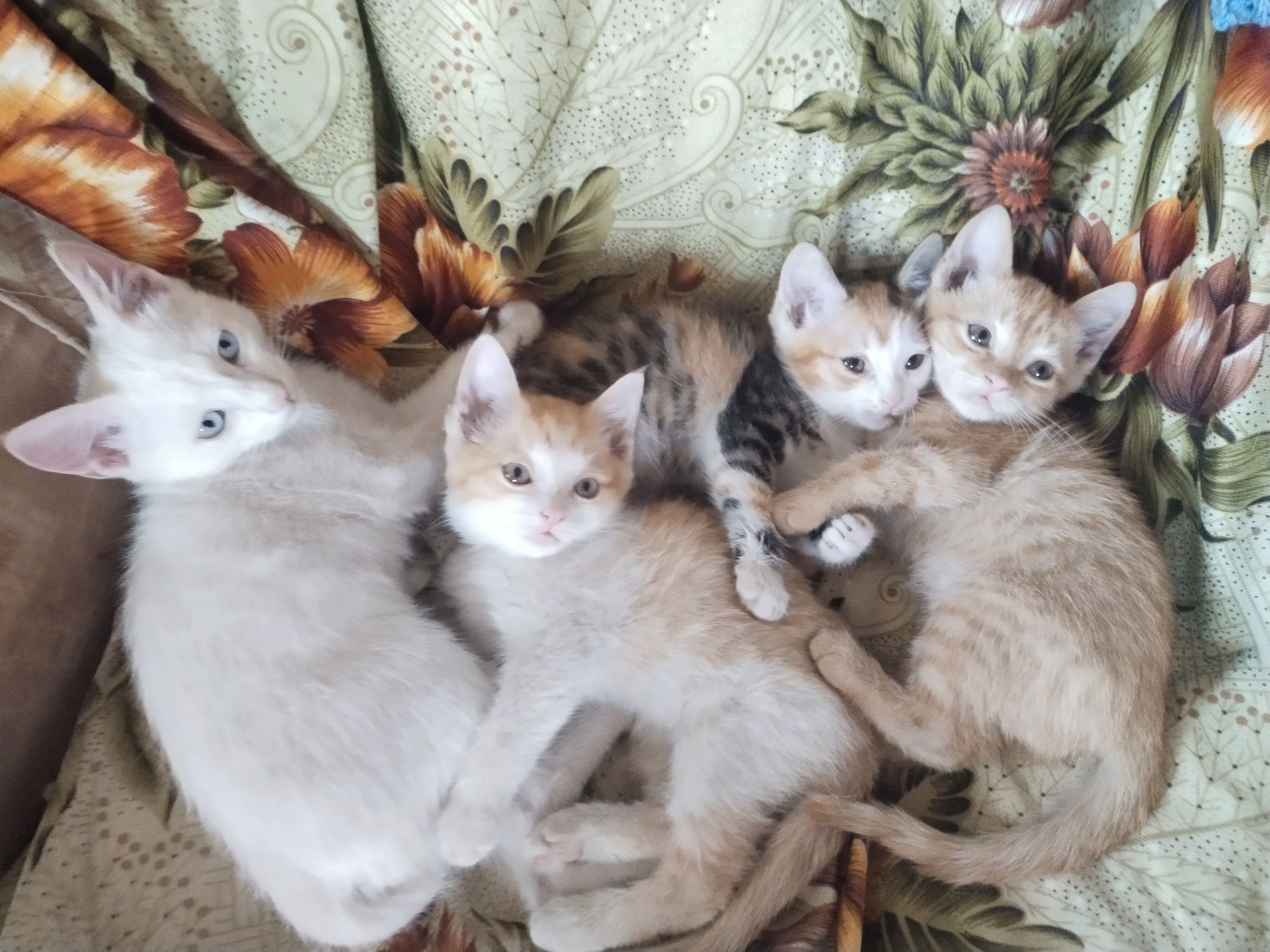 Отдам даром котят 2 месяца .