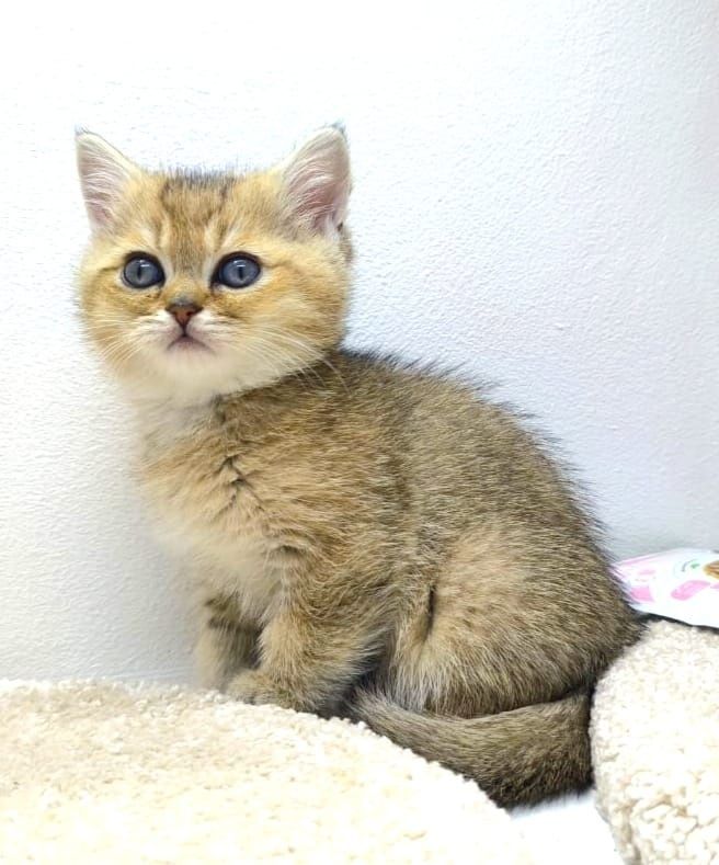 БритАнскКие коТятА